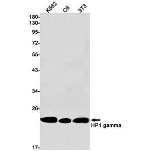 HP1 gamma兔单抗,HP1 gamma Rabbit Monoclonal Antibody