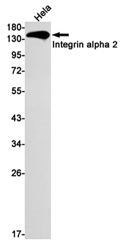 Integrin alpha 2兔单抗,Integrin alpha 2 Rabbit Monoclonal Antibody