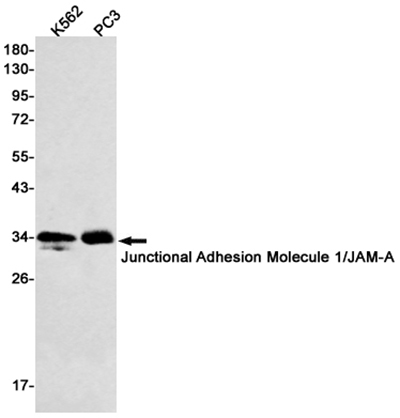 Junctional Adhesion Molecule 1兔单抗,Junctional Adhesion Molecule 1 Rabbit Monoclonal Antibody