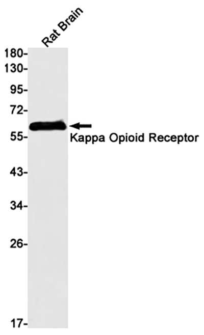 kappa Opioid Receptor兔单抗,kappa Opioid Receptor Rabbit Monoclonal Antibody