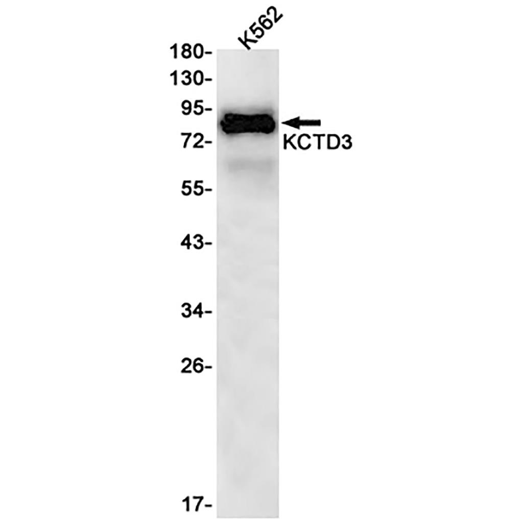 KCTD3兔单抗,KCTD3 Rabbit Monoclonal Antibody