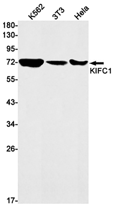 KIFC1兔单抗,KIFC1 Rabbit Monoclonal Antibody