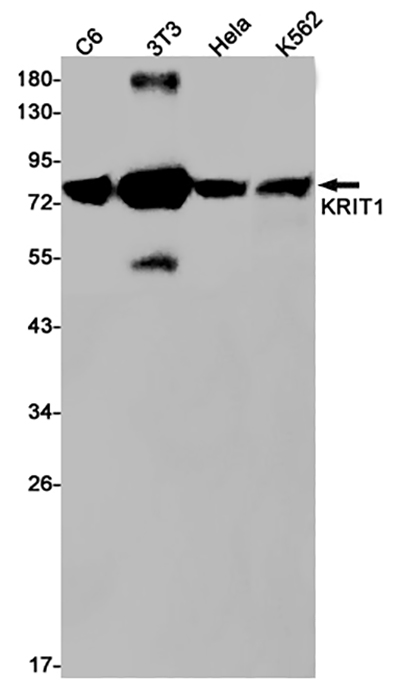 KRIT1兔单抗,KRIT1 Rabbit Monoclonal Antibody
