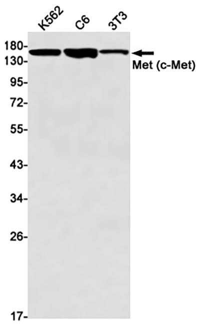 c-Met兔单抗,c-Met Rabbit Monoclonal Antibody