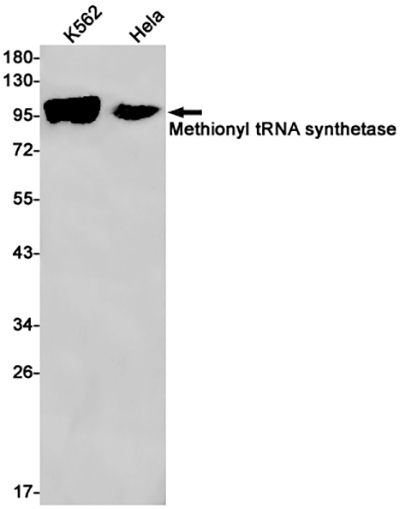 MetRS兔单抗,MetRS Rabbit Monoclonal Antibody