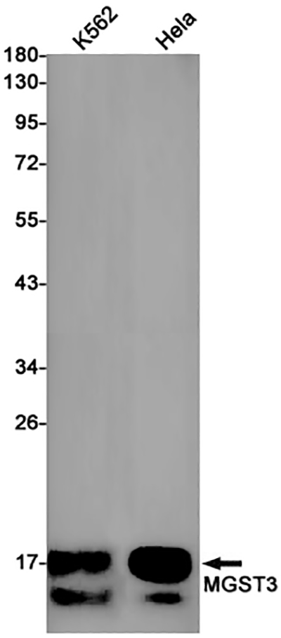 MGST3兔单抗,MGST3 Rabbit Monoclonal Antibody