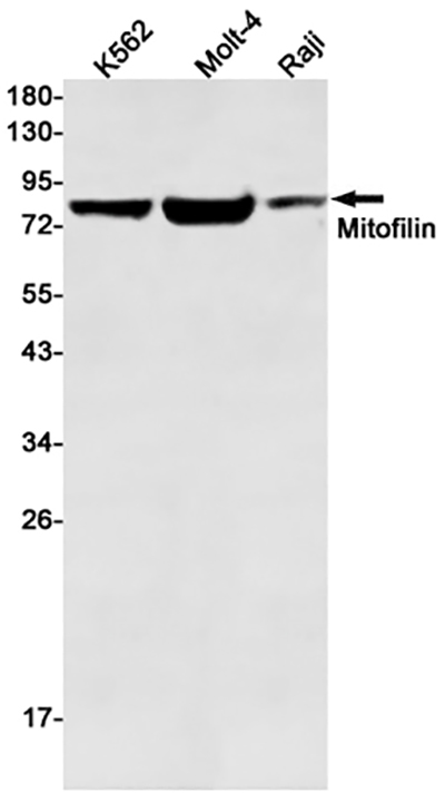 Mitofilin兔单抗,Mitofilin Rabbit Monoclonal Antibody