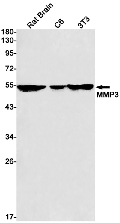 MMP3兔单抗,MMP3 Rabbit Monoclonal Antibody