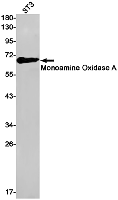 Monoamine Oxidase A兔单抗,Monoamine Oxidase A Rabbit Monoclonal Antibody