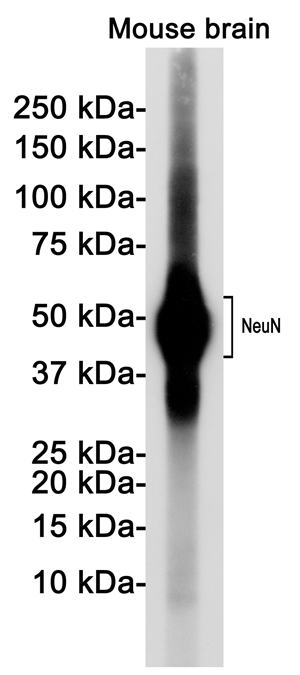 NeuN兔单抗,NeuN Rabbit Monoclonal Antibody