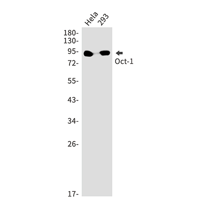 Oct-1兔单抗,Oct-1 Rabbit Monoclonal Antibody