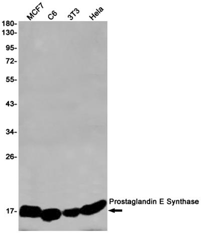 Prostaglandin E Synthase兔单抗,Prostaglandin E Synthase Rabbit Monoclonal Antibody
