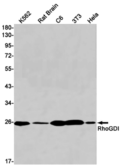 RhoGDI兔单抗,RhoGDI Rabbit Monoclonal Antibody