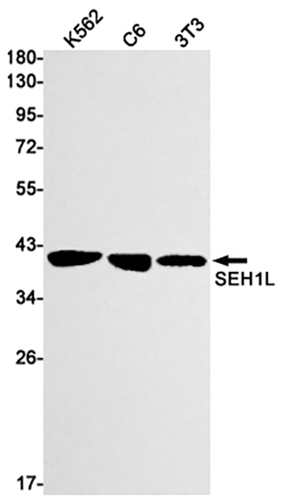 SEH1L兔单抗,SEH1L Rabbit Monoclonal Antibody
