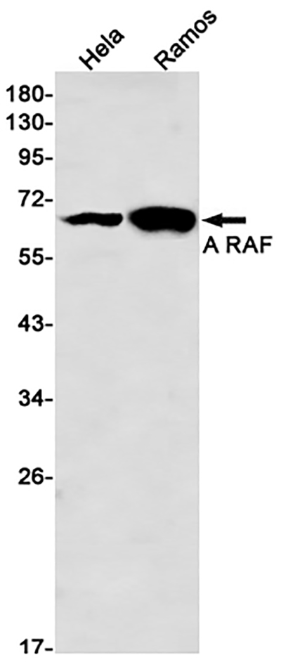 A RAF兔单抗,A RAF Rabbit Monoclonal Antibody