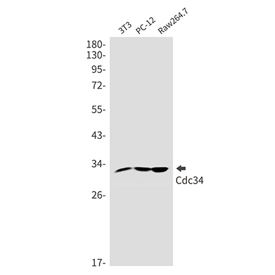 CDC34兔单抗,CDC34 Rabbit Monoclonal Antibody