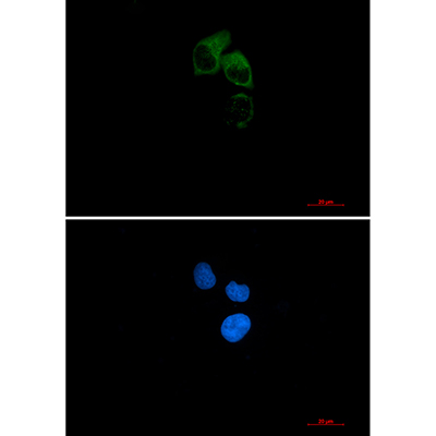 CEP55兔单抗,CEP55 Rabbit Monoclonal Antibody