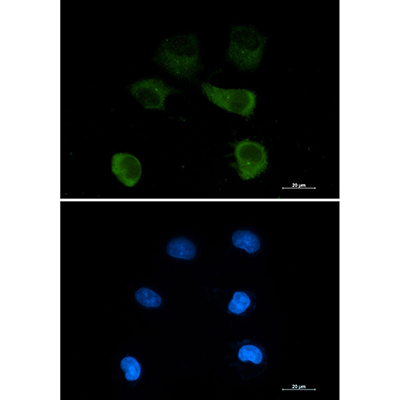 gamma Tubulin兔单抗,gamma Tubulin Rabbit Monoclonal Antibody