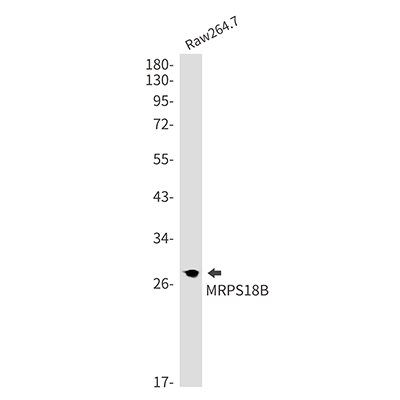 MRPS18B兔单抗,MRPS18B Rabbit Monoclonal Antibody