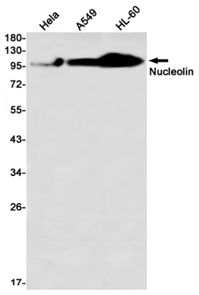 Nucleolin兔单抗,Nucleolin Rabbit Monoclonal Antibody