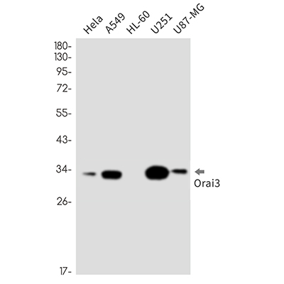 ORAI3兔单抗,ORAI3 Rabbit Monoclonal Antibody
