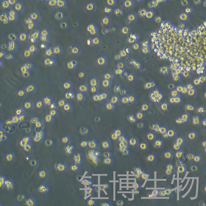 MonoMac6（人急性单核细胞白血病细胞）YB-71808HC,MonoMac6
