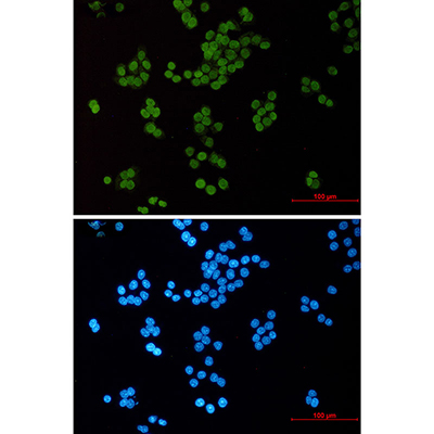 Acetyl-Histone H3 (Lys14)兔单抗,Acetyl-Histone H3 (Lys14) Rabbit Monoclonal Antibody