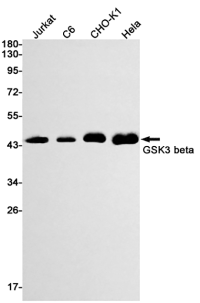 GSK3 beta兔单抗,GSK3 beta Rabbit Monoclonal Antibody