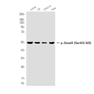 Phospho-Smad3 (Ser423/425)兔单抗,Phospho-Smad3 (Ser423/425) Rabbit Monoclonal Antibody