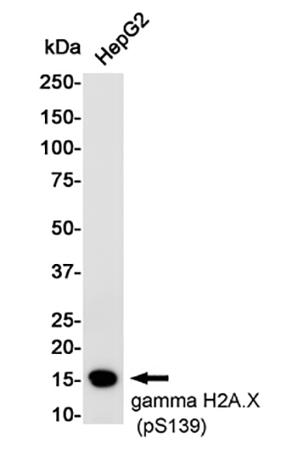 Phospho-Histone H2A.X (Ser139)兔单抗,Phospho-Histone H2A.X (Ser139) Rabbit Monoclonal Antibody