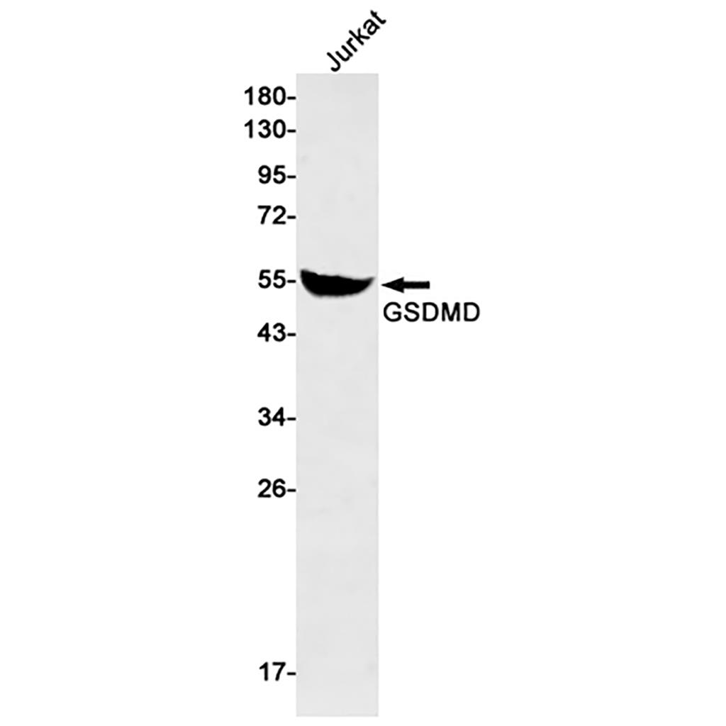 GSDMD兔单抗,GSDMD Rabbit Monoclonal Antibody