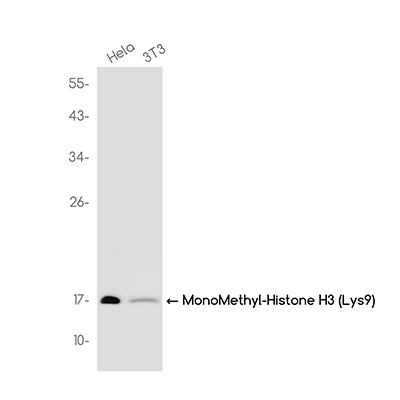 MonoMethyl-Histone H3 (Lys9)兔单抗,MonoMethyl-Histone H3 (Lys9) Rabbit Monoclonal Antibody