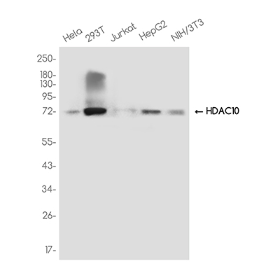 HDAC10兔单抗,HDAC10 Rabbit Monoclonal Antibody