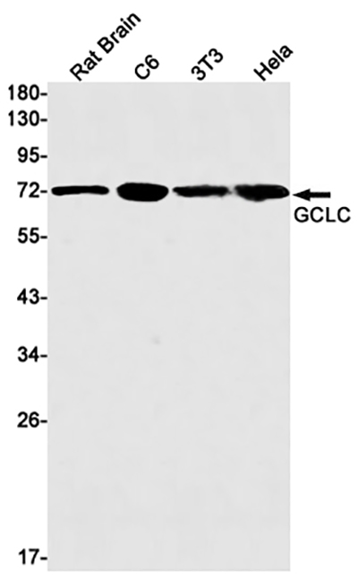 GCLC兔单抗,GCLC Rabbit Monoclonal Antibody