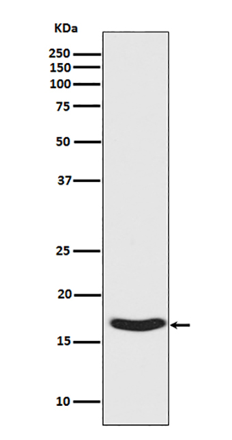Phospho-alpha Synuclein (S129) (15T7)兔单抗,Phospho-alpha Synuclein (S129) (15T7) Rabbit Monoclonal Antibody