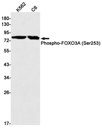 Phospho-FoxO3a (S253)  (16M7)兔单抗,Phospho-FoxO3a (S253)  (16M7) Rabbit Monoclonal Antibody