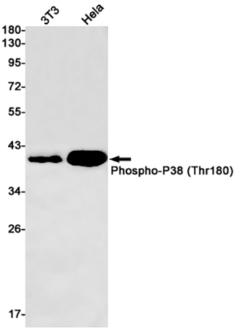 Phospho-p38 (T180) (2N7)兔单抗,Phospho-p38 (T180) (2N7) Rabbit Monoclonal Antibody