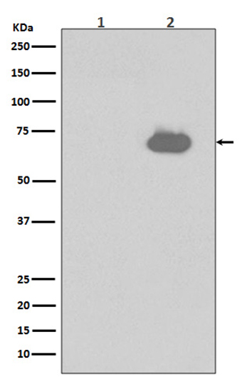 Phospho-SHP2 (Y542)  (7K17)兔单抗,Phospho-SHP2 (Y542)  (7K17) Rabbit Monoclonal Antibody
