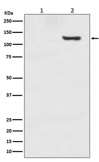 Phospho-SIRT1 (T530) (4C14)兔单抗,Phospho-SIRT1 (T530) (4C14) Rabbit Monoclonal Antibody
