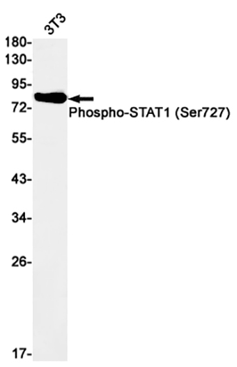 Phospho-STAT1 (S727) (6Q18)兔单抗,Phospho-STAT1 (S727) (6Q18) Rabbit Monoclonal Antibody
