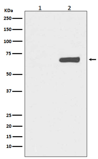 Phospho-YAP1 (S127) (14M14)兔单抗,Phospho-YAP1 (S127) (14M14) Rabbit Monoclonal Antibody