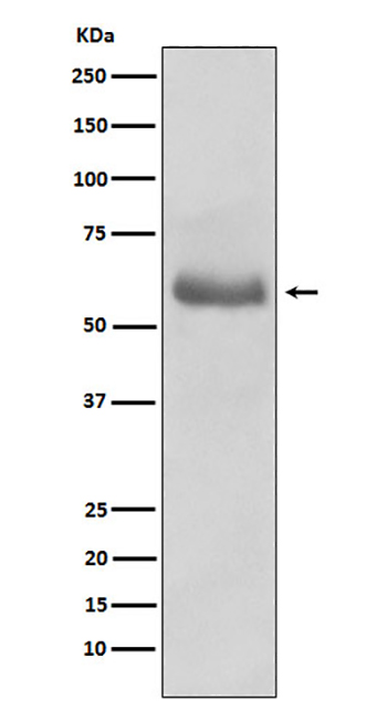 45567(17N4)兔单抗,45567(17N4) Rabbit Monoclonal Antibody
