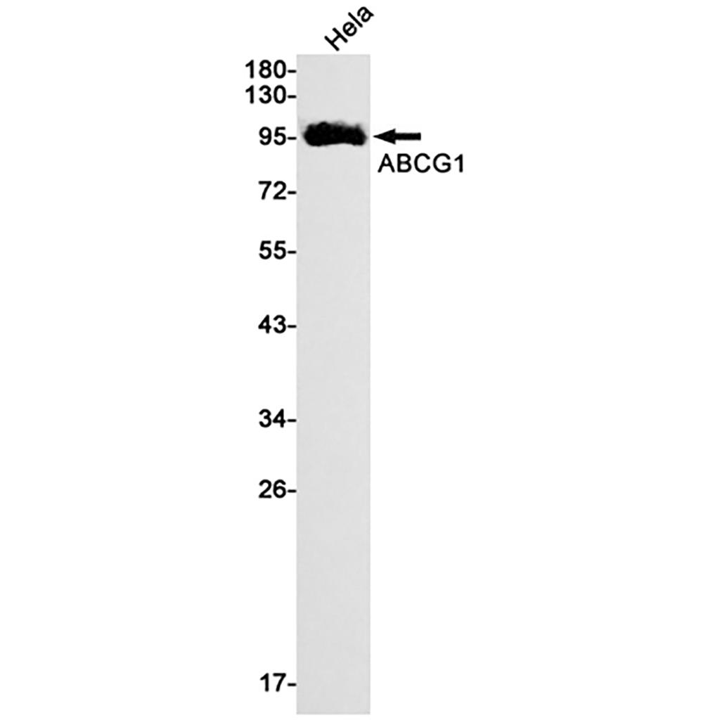 ABCG1 (9S10)兔单抗,ABCG1 (9S10) Rabbit Monoclonal Antibody