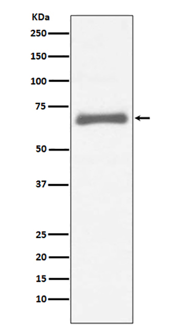 AFP (1J18)兔单抗,AFP (1J18) Rabbit Monoclonal Antibody