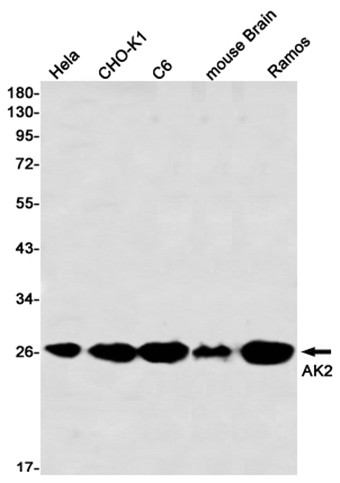 AK2 (2F12)兔单抗,AK2 (2F12) Rabbit Monoclonal Antibody