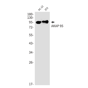 AKAP 95 (12E14)兔单抗,AKAP 95 (12E14) Rabbit Monoclonal Antibody