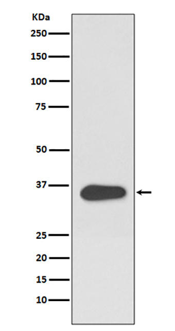 ATF1 (6N1)兔单抗,ATF1 (6N1) Rabbit Monoclonal Antibody