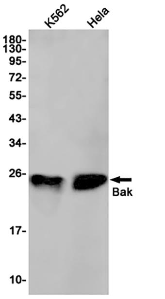 Bak (16T6)兔单抗,Bak (16T6) Rabbit Monoclonal Antibody