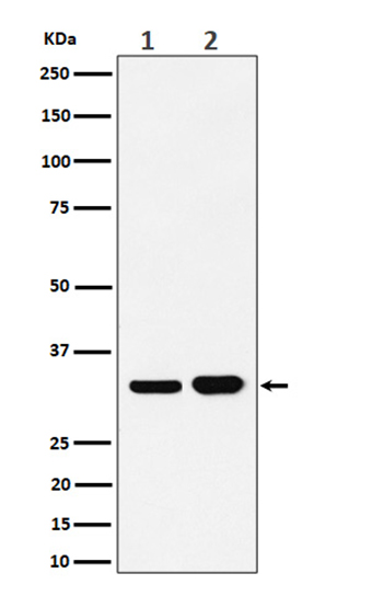 Bcl-XL (4B16)兔单抗,Bcl-XL (4B16) Rabbit Monoclonal Antibody