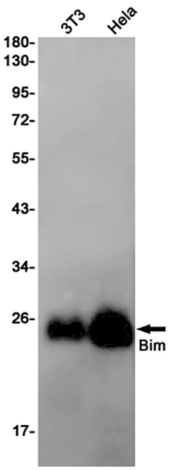 Bim (5Z18)兔单抗,Bim (5Z18) Rabbit Monoclonal Antibody
